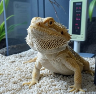 Bearded dragon with twitching tail in terrarium