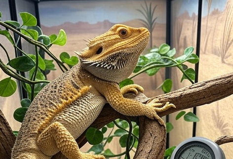 Bearded dragon with hygrometer in tank