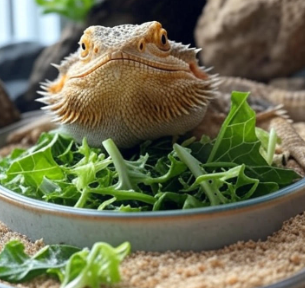 Bearded dragon eating collard and dandelion greens